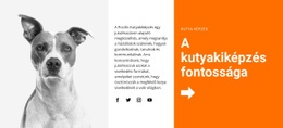 Kutyakiképzés Az Iskolában – Webhelysablon Letöltése