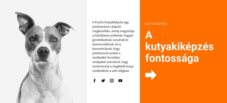 Kutyakiképzés az iskolában Weboldal tervezés