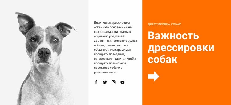 Дрессировка собак в школе Конструктор сайтов HTML