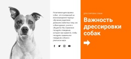 Дрессировка Собак В Школе #Templates-Ru-Seo-One-Item-Suffix