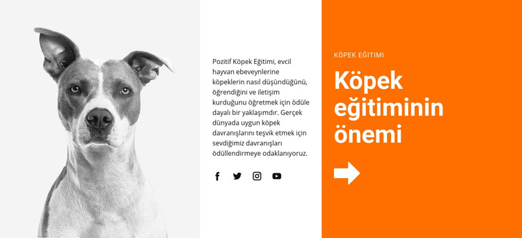 Okulda köpek eğitimi WordPress Teması